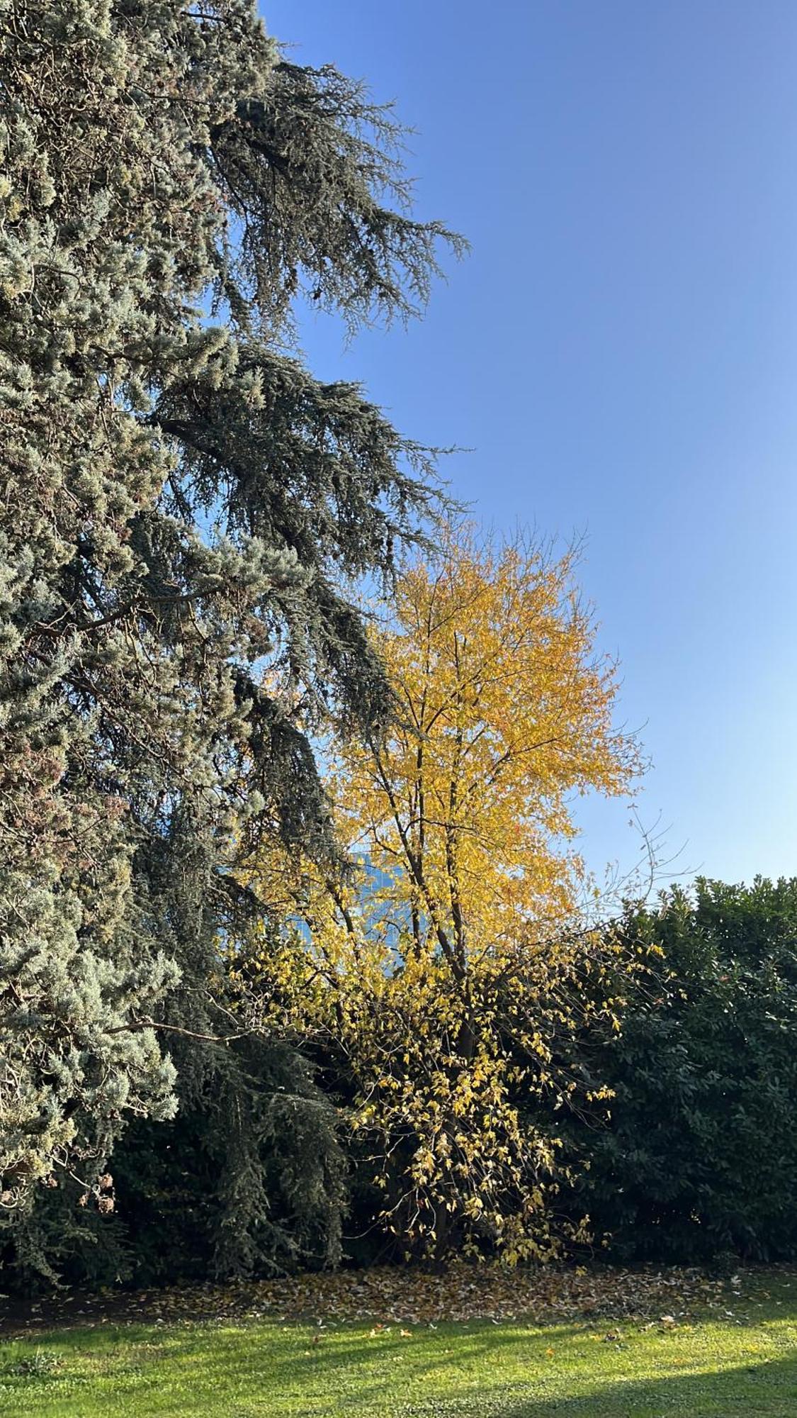 Acero Giallo Parma Exteriör bild